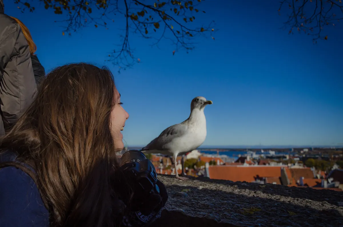 Tallinn Free Walking Tour: Is It Worth It?